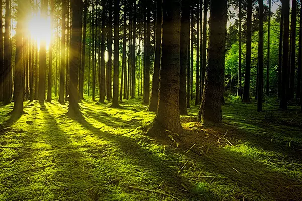 Skog